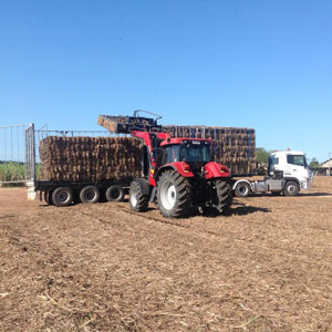 Cane mulch loading at Doyle's Cane Mulch